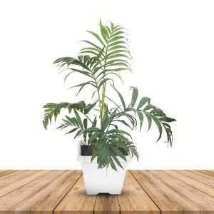 Indoor Bamboo palm plant - Chamaedorea seifrizii -40cm Tall First Deivery