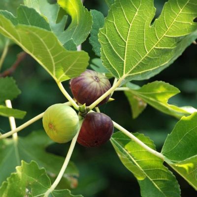 Anjeer -figs plant (Air Layered/Grafted) Live Plants - Image 2