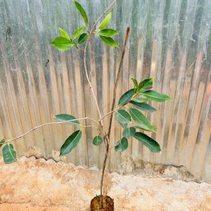 Jambolan Jumbo Jamun Fruit Grafted Plants