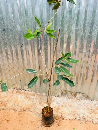 Jambolan Jumbo Jamun Fruit Grafted Plants