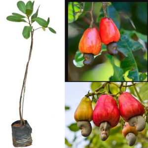 Nursery Cashew nut tree (Anacardium occidentale)