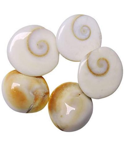 Natural Gomati Chakra