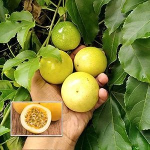 Passion fruit  plant (Honey Sweet)