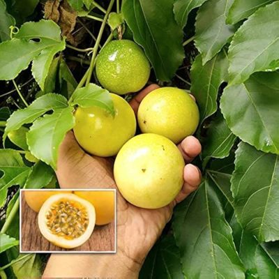 Passion fruit  plant (Honey Sweet)