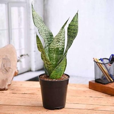 Mini Snake live Plant with Tub and colour stone - First Delivery - Image 2