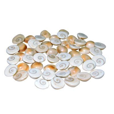 Natural Gomati Chakra - Image 4