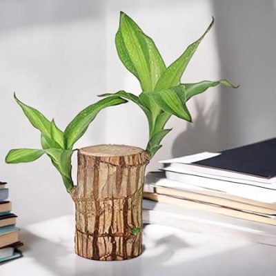 Live Lucky Brazil Wood Potted Plant | Healthy Indoor Live Lucky Plant | Brazilian Wood Plant for Living Room | With pot - Image 2