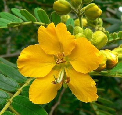 NCR Indian senna Plant ( Senna alexandrina ) - Image 3