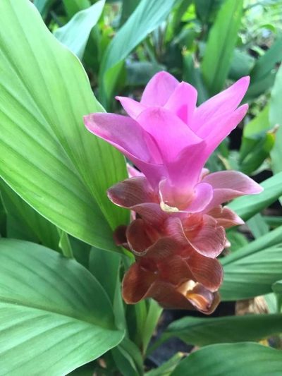 Organic Fresh Mango Ginger /Amba haldi (আমের আদা - Curcuma amada Roxb.)  Online First Delivery - Image 5