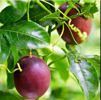 Passion fruit  plant (Honey Sweet) - Image 2
