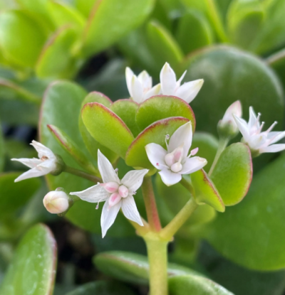 Mini Jade Plant for indoor - Image 3