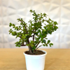 Mini Jade Plant for indoor
