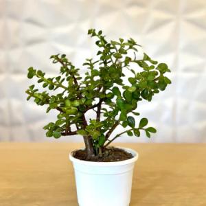 Mini Jade Plant for indoor