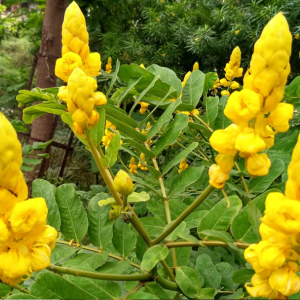 NCR Indian senna Plant ( Senna alexandrina )