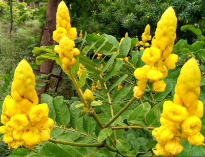 NCR Indian senna Plant ( Senna alexandrina )