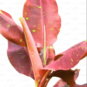 Pink leaves Banana Plant for indoor plant ( 30cm )