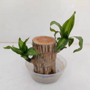 Live Lucky Brazil Wood Potted Plant | Healthy Indoor Live Lucky Plant | Brazilian Wood Plant for Living Room | With pot