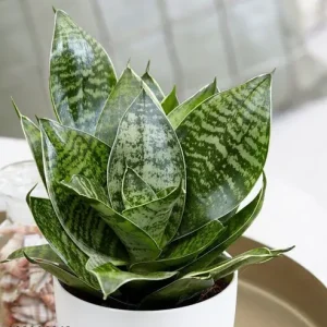 Mini lotus Rare Snake Plant with Tub - First Delivery