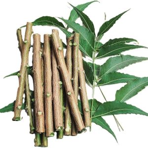 Fresh NEEM DATUN/Toothbrush / ORAL HERBAL TEETH Chewing Sticks- 50Pis