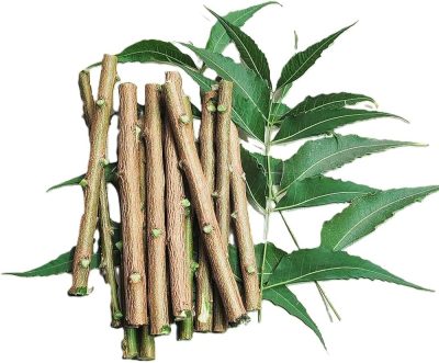 Fresh NEEM DATUN/Toothbrush / ORAL HERBAL TEETH Chewing Sticks- 50Pis