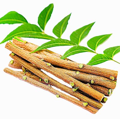 Fresh NEEM DATUN/Toothbrush / ORAL HERBAL TEETH Chewing Sticks- 50Pis - Image 3
