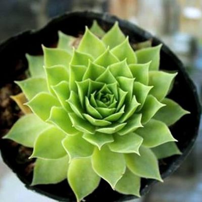Live Laxmi Kamal Succulent Plant - Indoor Decorative Plant