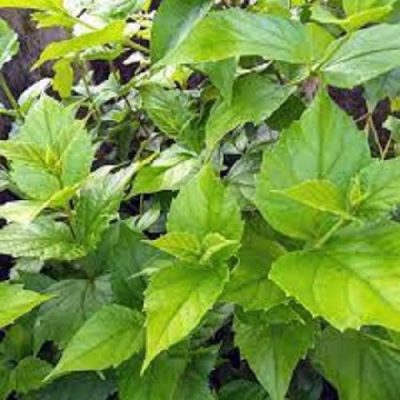 Organic Dry Harsingar (Parijat, Night Jasmine) Leaves