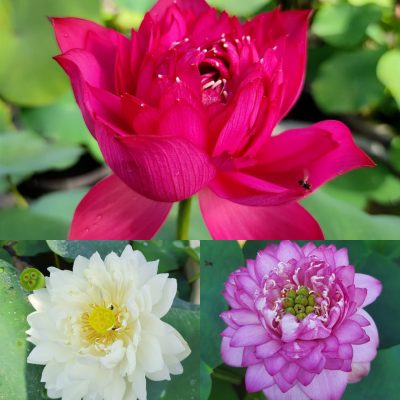 Lotus flower live tuber (3combo colour) for Home Garden - Image 2