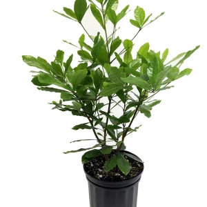 Mirakkle fruits plant grafted live plant for Garden .