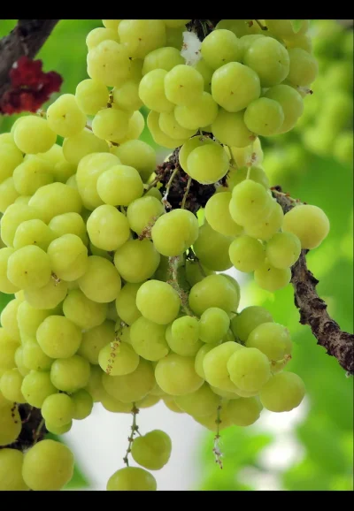 Sweet Star Gooseberry Plant - Image 2