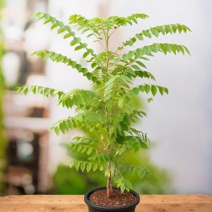 Sweet Star Gooseberry Plant