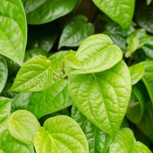 Kollkata Mitha Pan Plant- Sweet Betel leaves plant - (first Delivery By Bluedart Air courier)